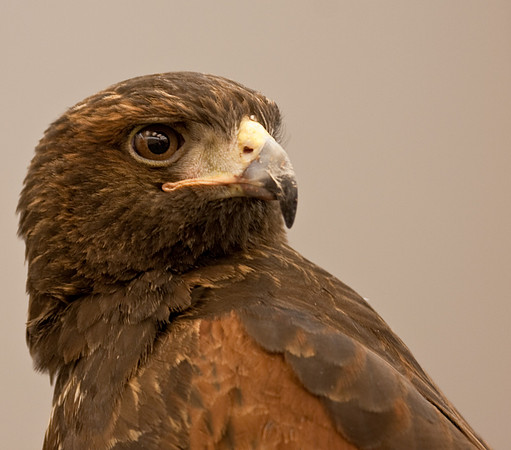 Harris Hawk