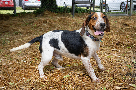 Beagles-15