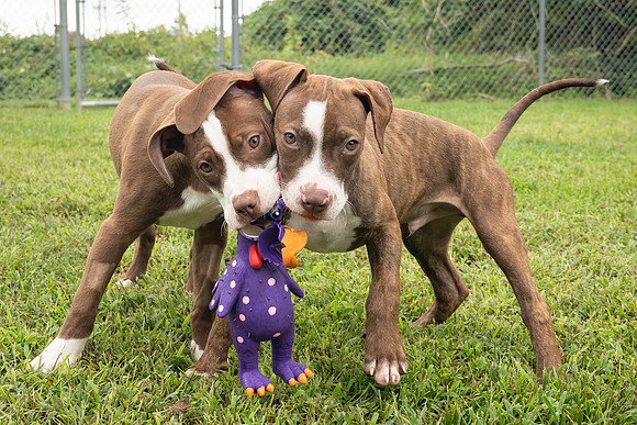 Puppies-5