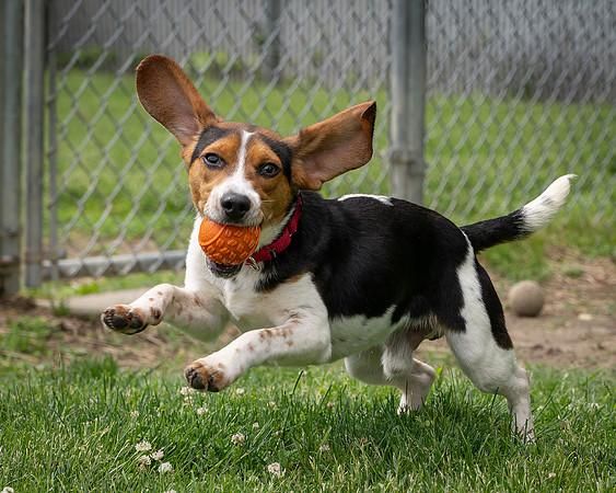 Beagles-8