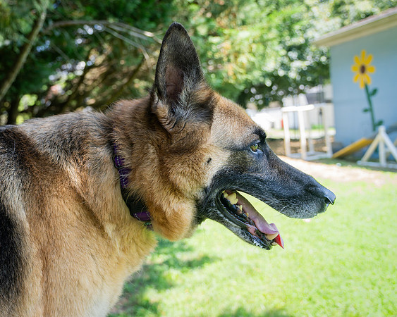 Dutchess-5