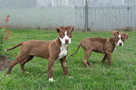Puppies-16