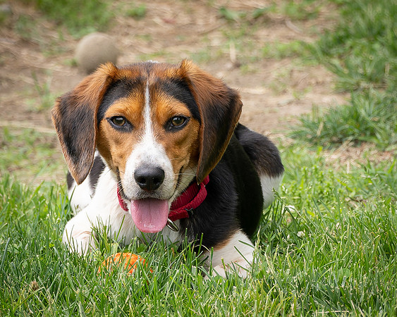 Beagles-7