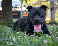 Talbot Humane Adoptable Dogs