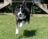 Talbot Humane - August 27, 2025
