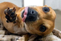 Talbot Humane - September 10, 2025