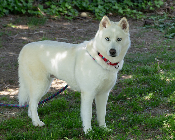 Zoe-1