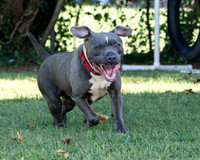 Talbot Humane - October 1, 2025