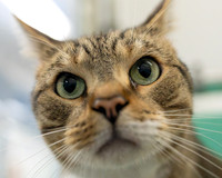 Talbot Humane Condo Cats - October 8, 2025