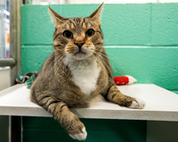 Condo cat-2
