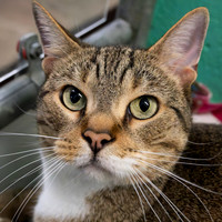 Condo cat-3