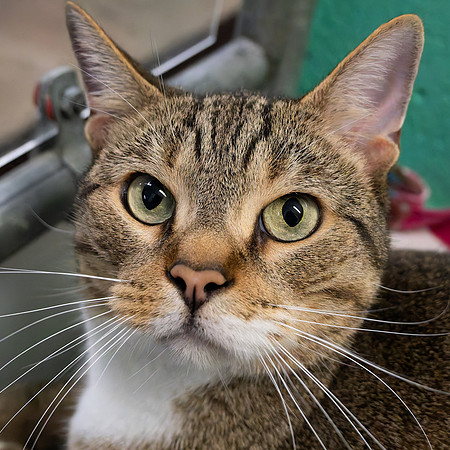 Condo cat-3
