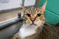 Condo cat-4