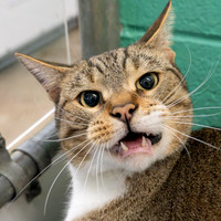 Condo cat-5