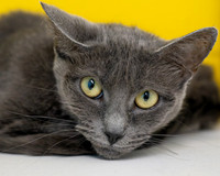 Condo cat-6