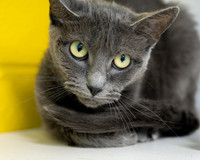 Condo cat-7