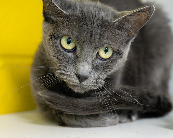 Condo cat-7
