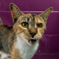 Condo cat-9
