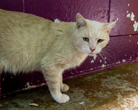 Condo cat-11