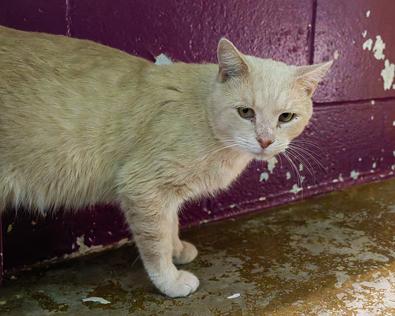 Condo cat-11