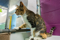 Condo cat-12