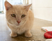 Condo cat-14