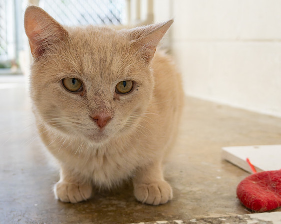 Condo cat-14