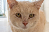 Condo cat-15