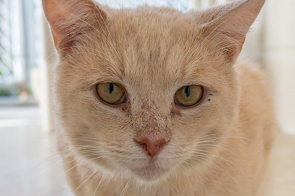 Condo cat-15