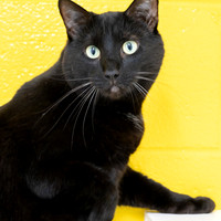 Condo cat-16