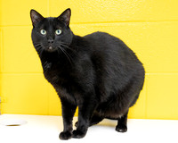 Condo cat-17