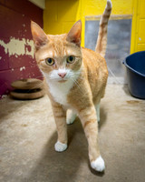 Condo cat-18