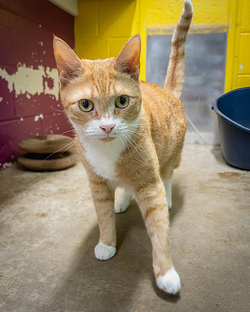 Condo cat-18