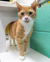 Condo cat-19