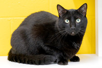 Condo cat-21