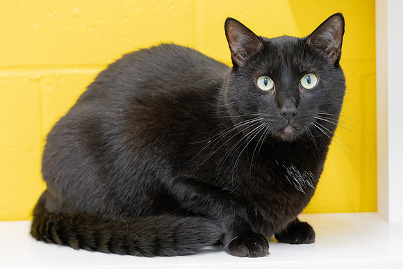 Condo cat-21