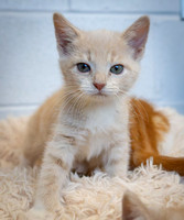 Talbot Humane Kittens - October 31, 2025