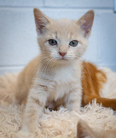 kittens-1