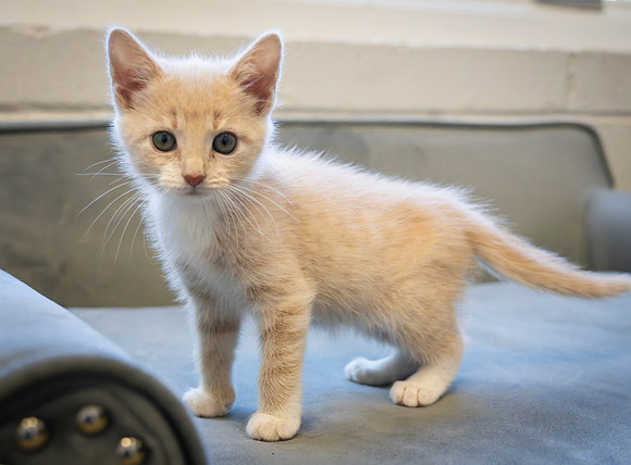 kittens-2