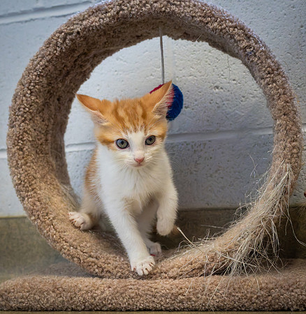 kittens-3