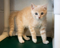 kittens-4
