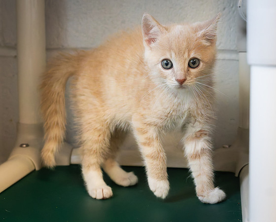 kittens-4