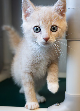 kittens-5