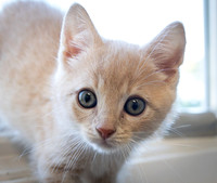 kittens-6