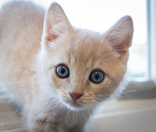 kittens-6