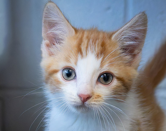kittens-7