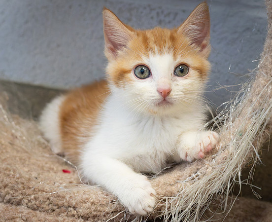 kittens-8