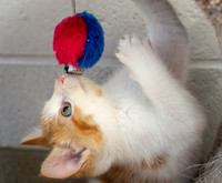 kittens-9