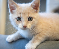 kittens-10