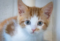 kittens-11